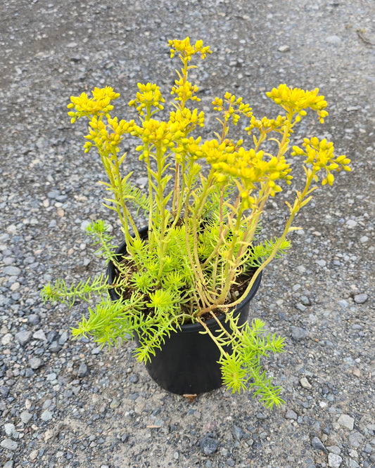 Sedum reflexum 'Angelina'