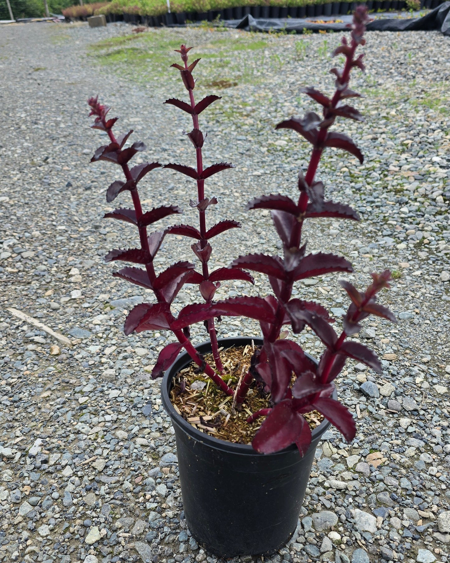 Sedum hybrid Black Knight ('Dolseb') PP33994