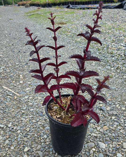 Sedum hybrid Black Knight ('Dolseb') PP33994