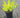 Neon Lights Stonecrop