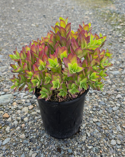 Sedum hybrid 'Carl'