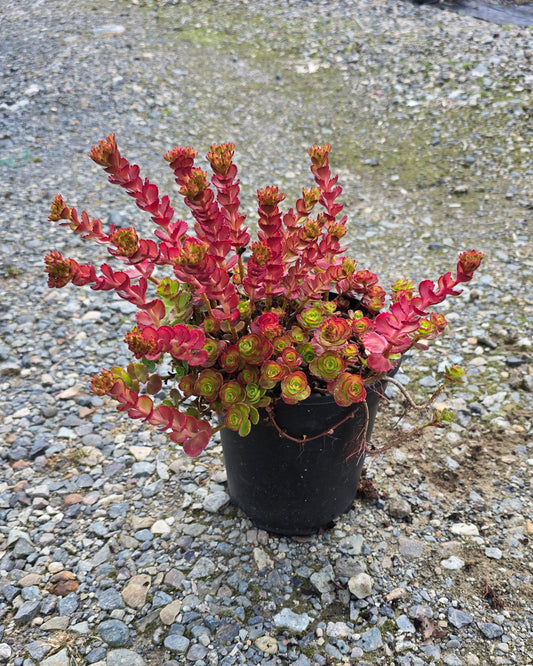 Sedum spurium 'Red Rock'