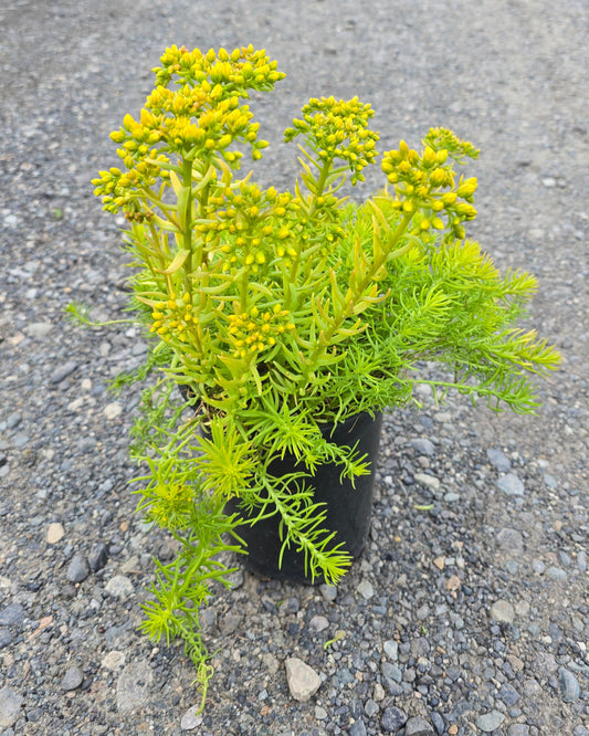 Sedum reflexum Sundance® ('Noecnadln') PPAF