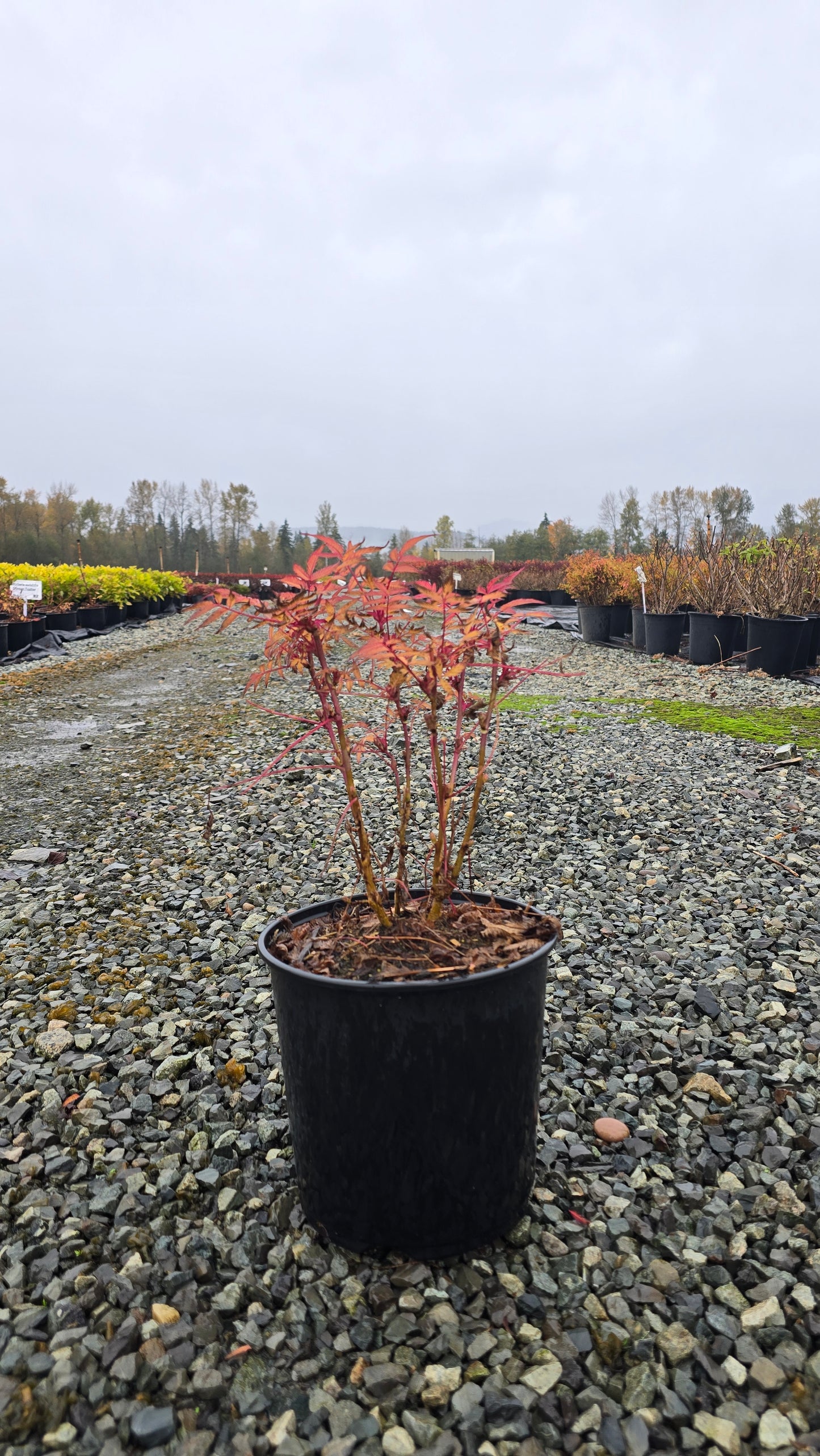 Sorbaria sorbifolia 'Sem' PP16336