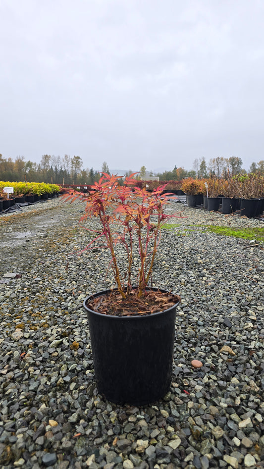 Sorbaria sorbifolia 'Sem' PP16336