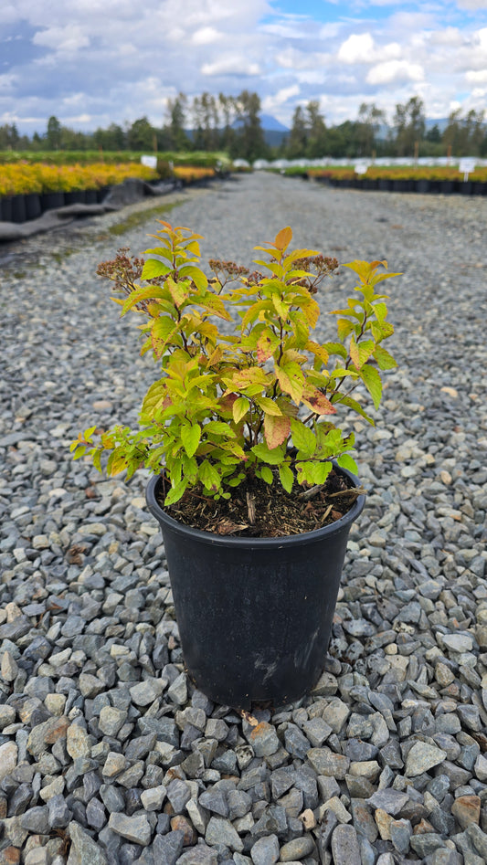 Spiraea japonica 'Candle Light'