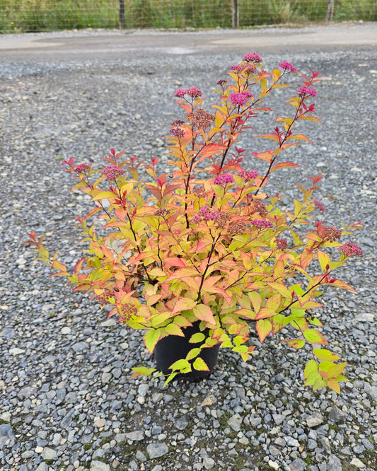 Spiraea japonica 'Firelight'