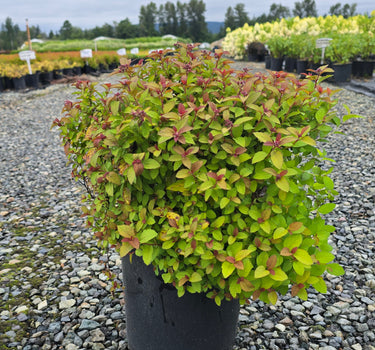 Goldflame Spirea