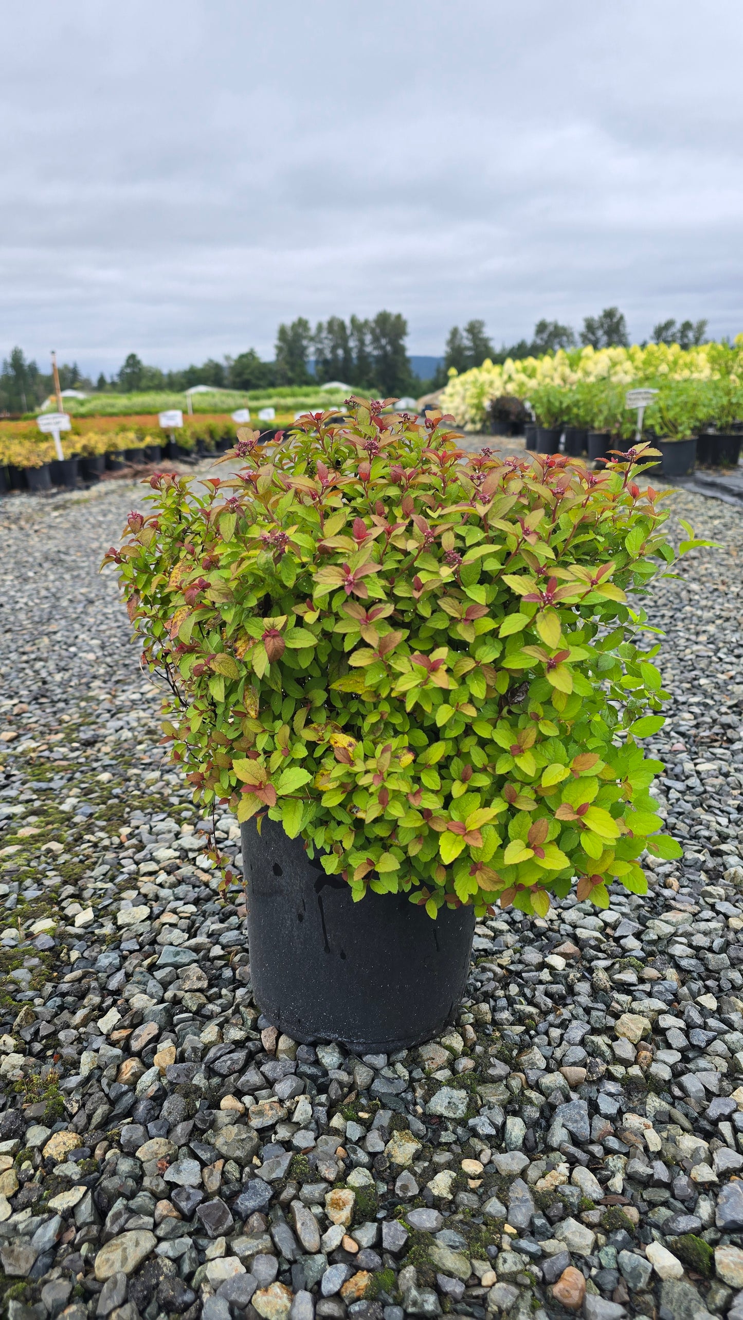 Spiraea japonica 'Goldflame'