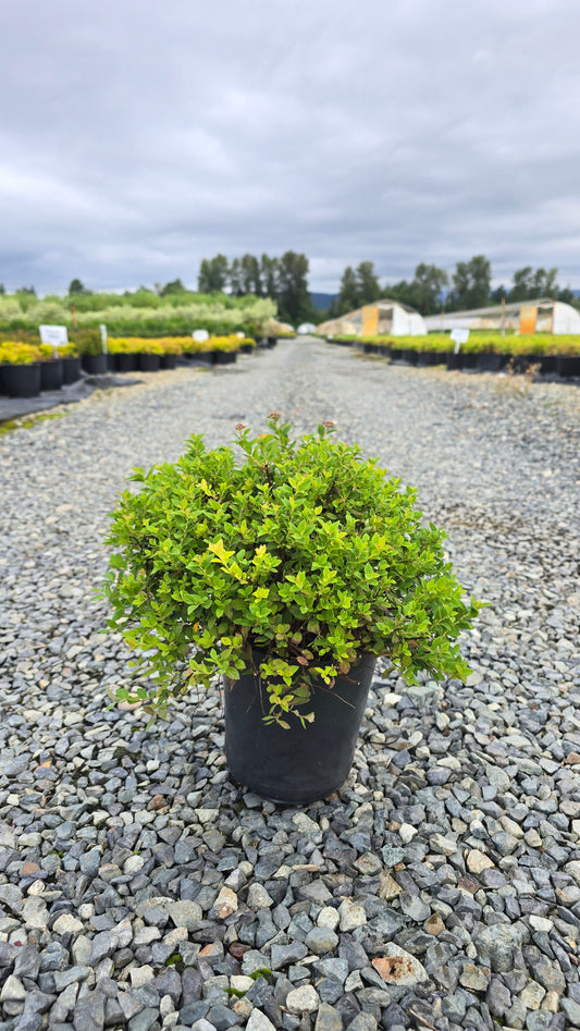 Spiraea japonica 'Little Princess'