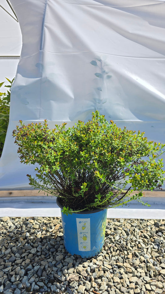 Spiraea japonica Poprocks™ Petite ('Odessa') PPAF
