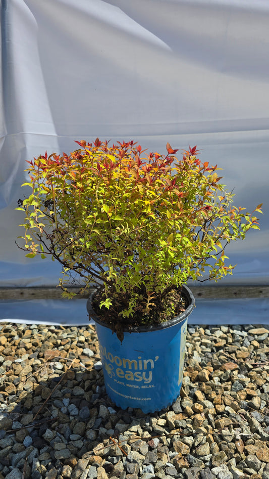 Spiraea japonica Poprocks™ Rainbow Fizz™ ('Matgold')