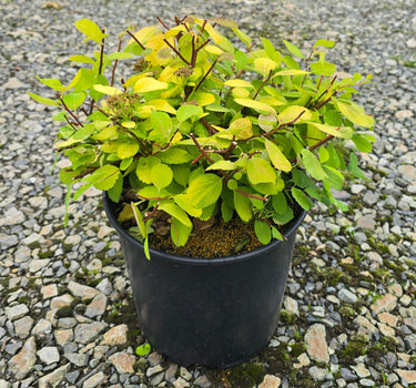 Tor Gold Spirea
