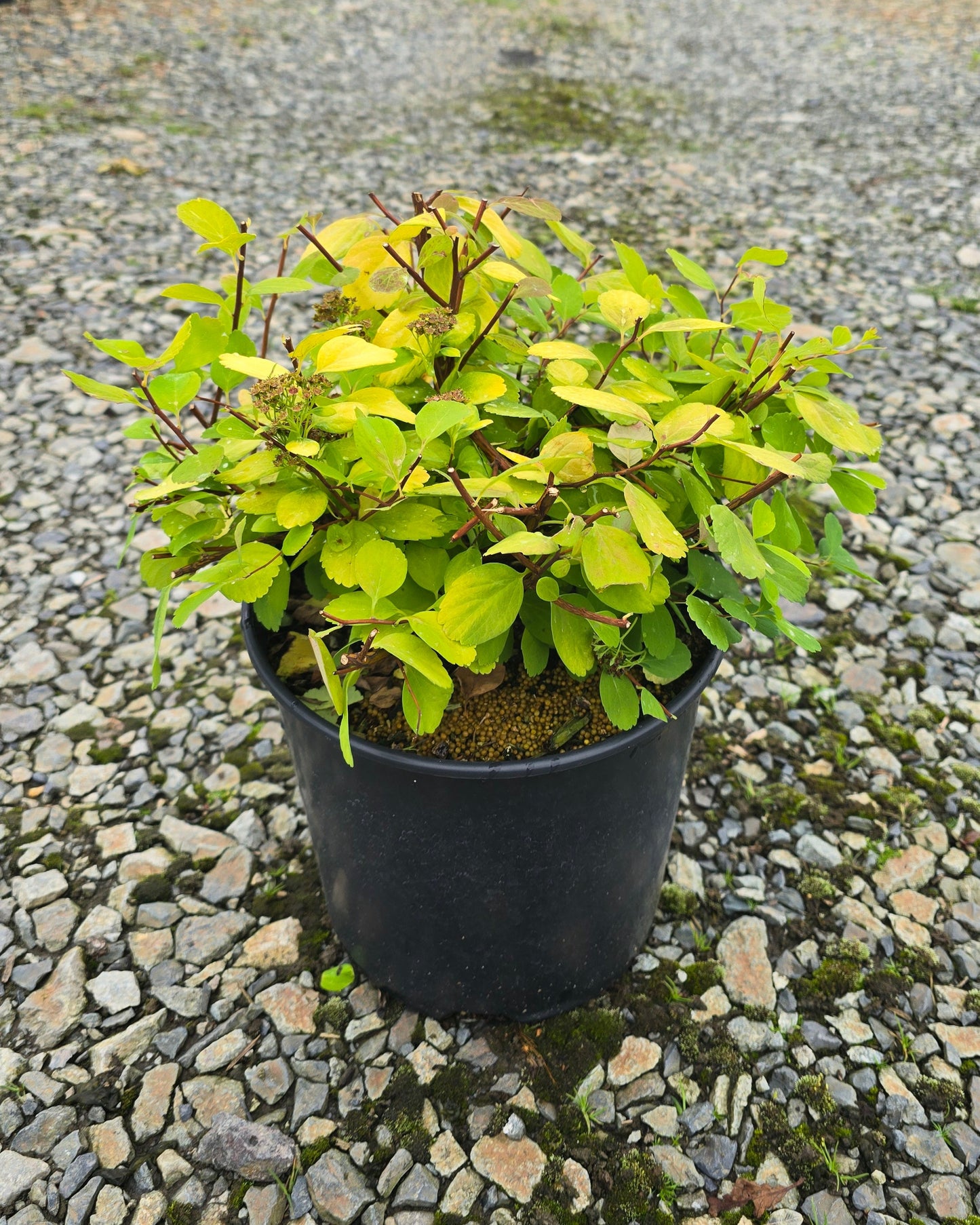 Spiraea betulifolia 'Tor Gold'