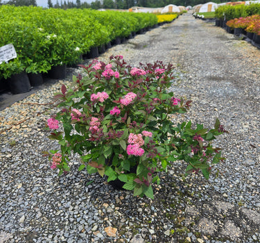 Ice Dragon Spirea