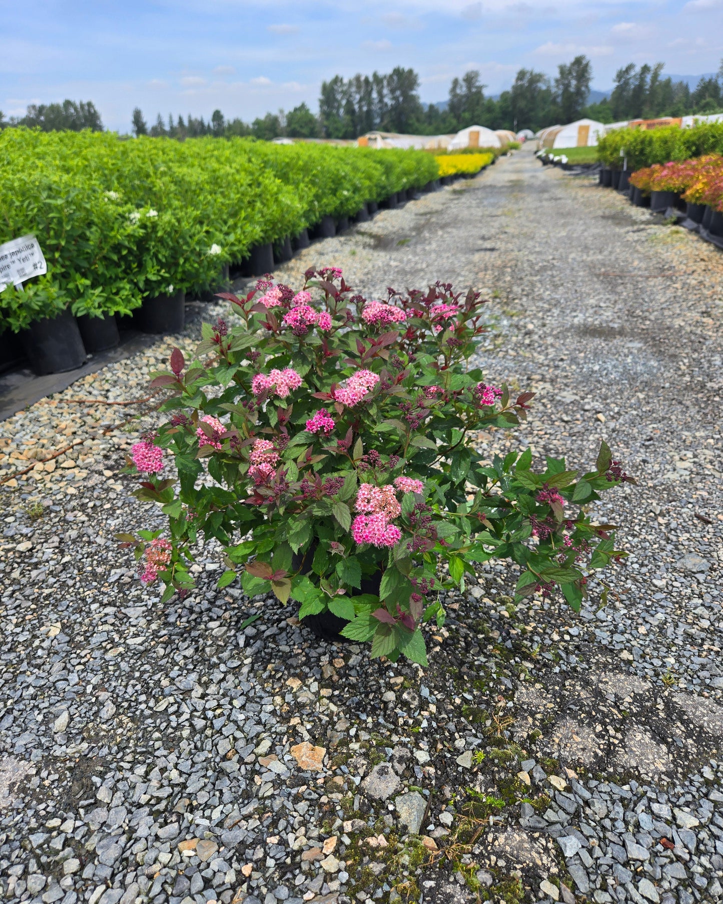 Spiraea japonica Empire™ Ice Dragon: