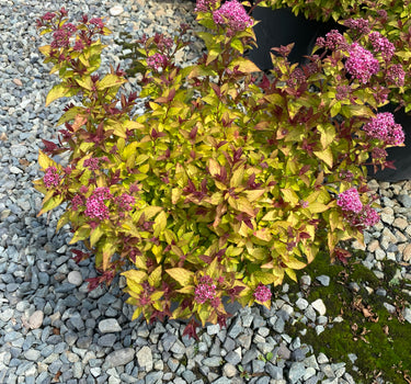 Northern Lights Spirea