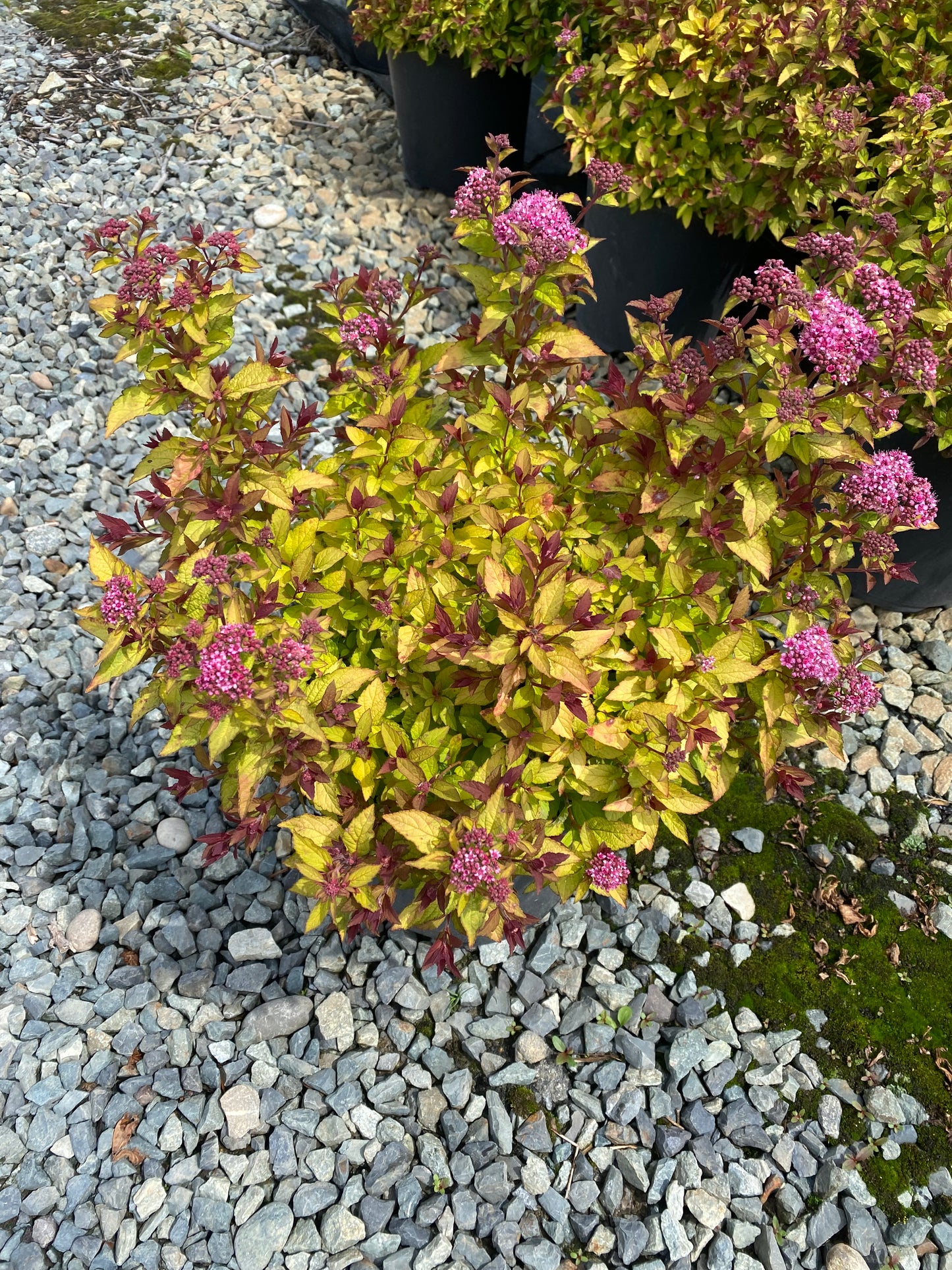 Spiraea japonica Empire™ Northern Lights