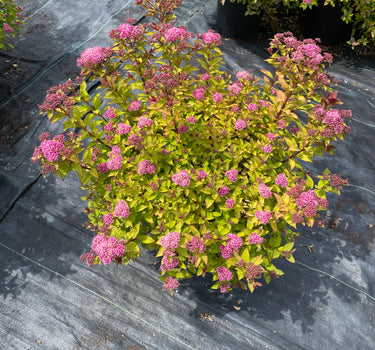 Northern Lights Spirea