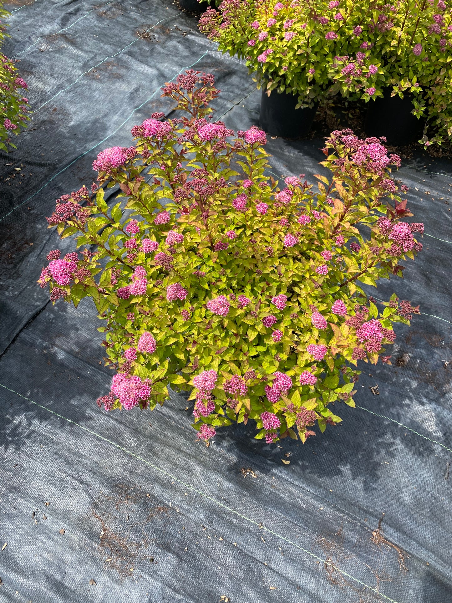 Spiraea japonica Empire™ Northern Lights