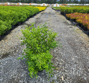 Yeti Spirea