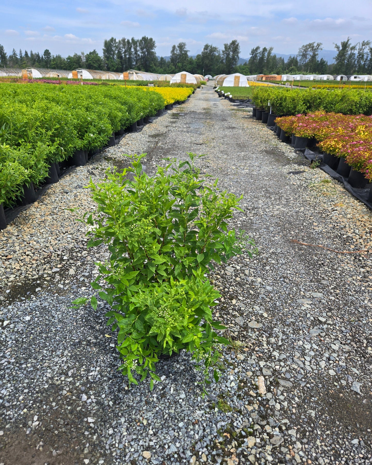 Spiraea japonica Empire™ Yeti™