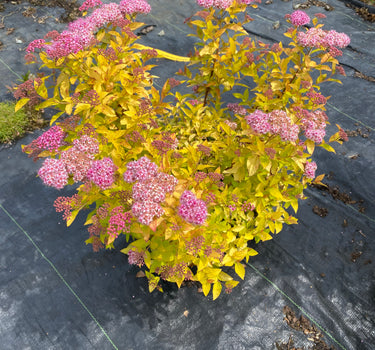 Goldmound Spirea