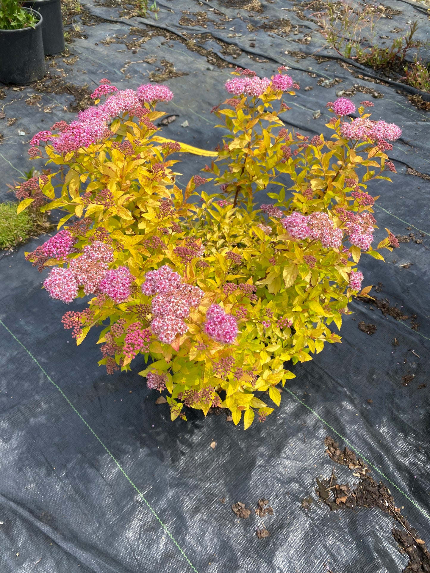 Spiraea japonica 'Goldmound'