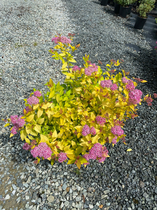 Spiraea japonica 'Goldmound'