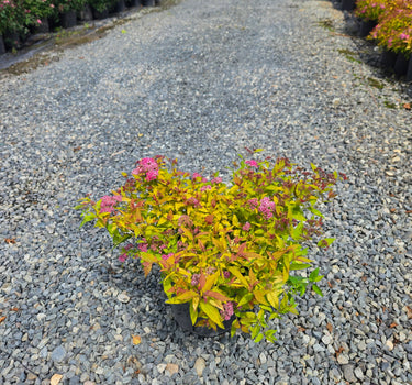 Magic Carpet Spirea