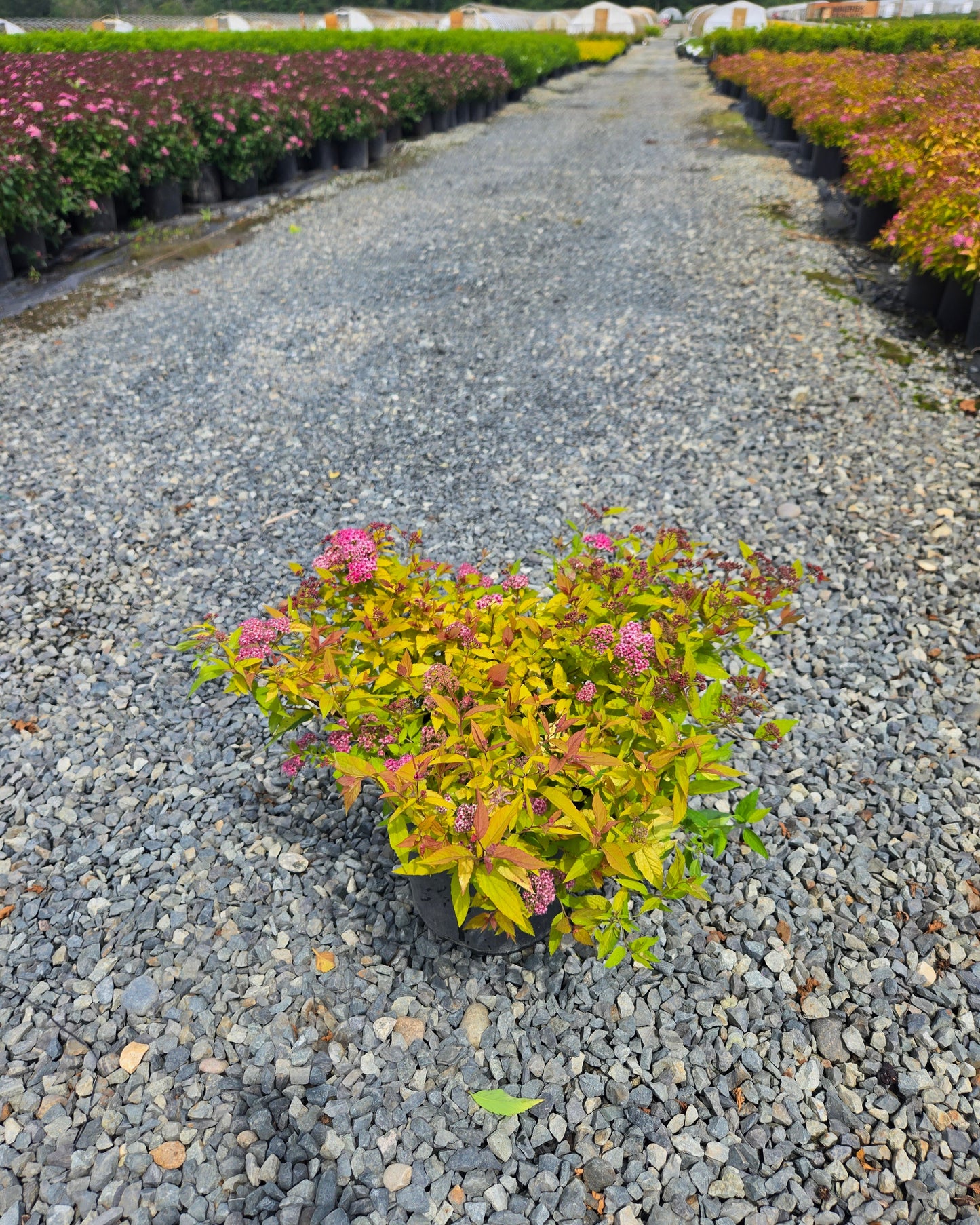 Spiraea japonica 'Magic Carpet' Walbama