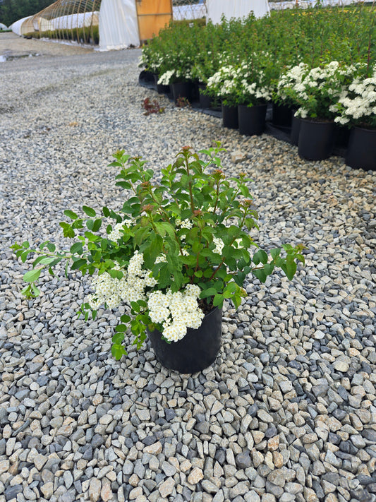 Spiraea nipponica 'June Bride'