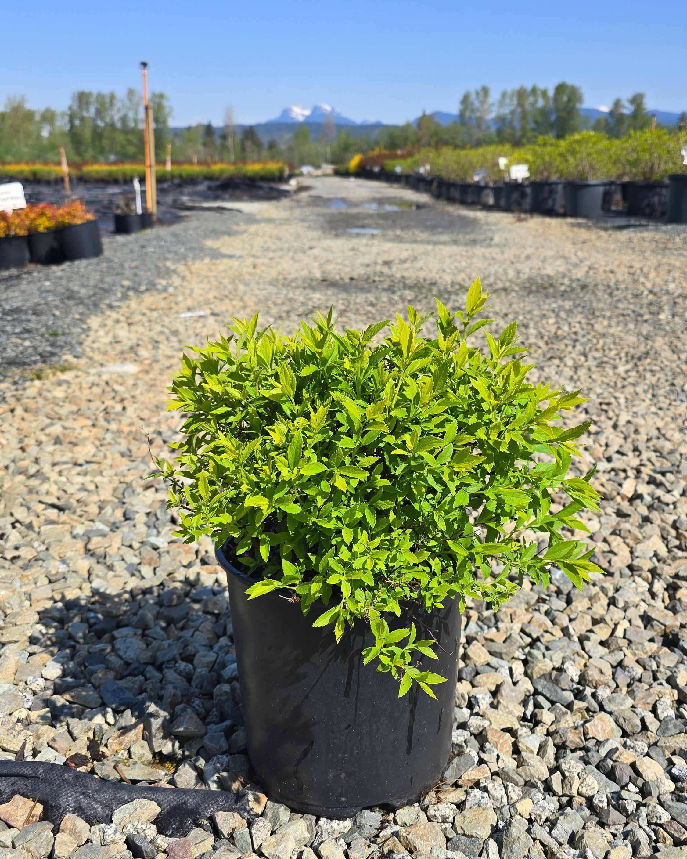 Spiraea japonica Empire Yeti