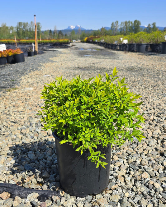 Spiraea japonica Empire™ Yeti™