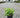 Common Snowberry