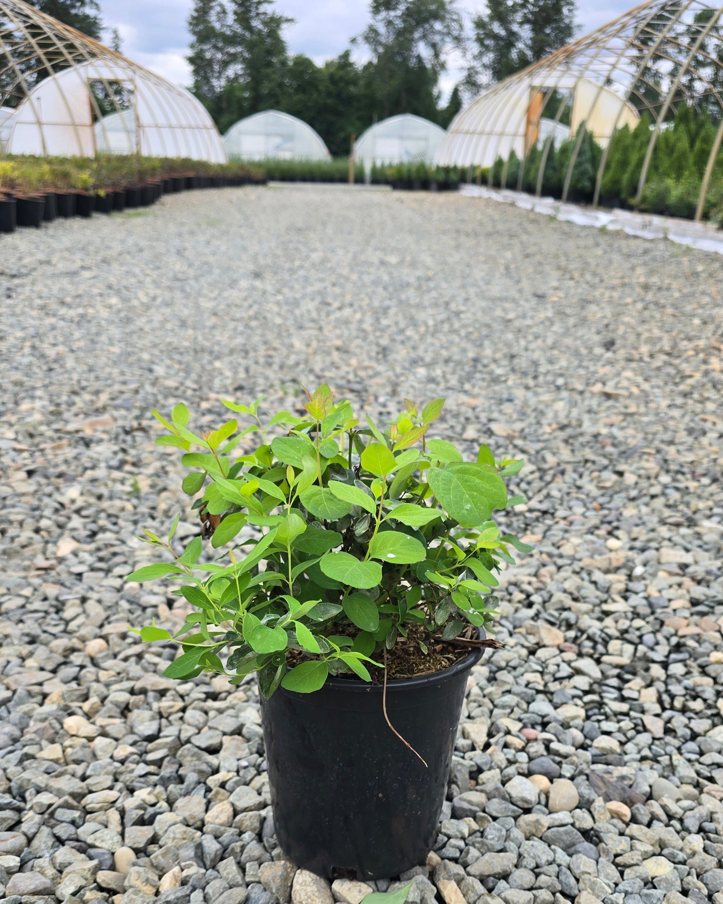 Symphoricarpos albus