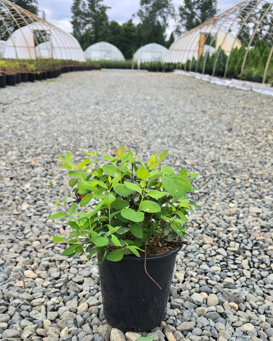 Symphoricarpos albus