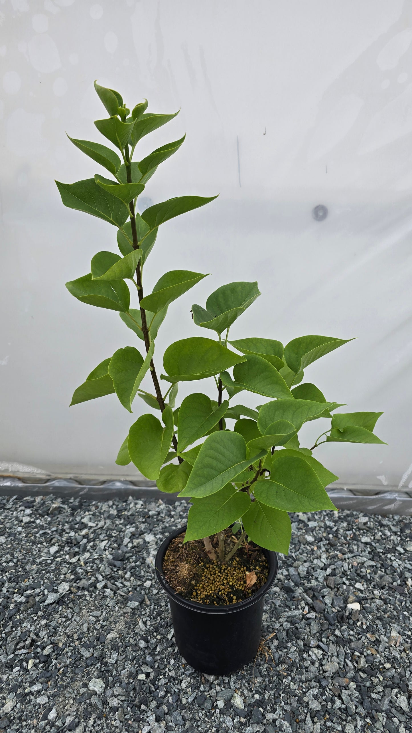 Syringa vulgaris 'Agincourt Beauty'