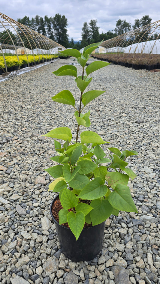 Syringa vulgaris 'Congo'