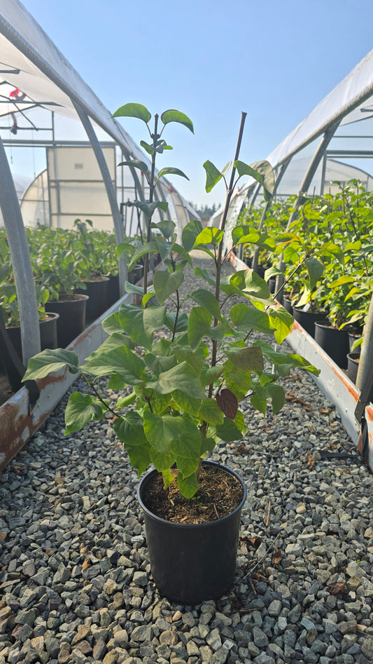 Syringa patula Dream Cloud™ ('KLMone')