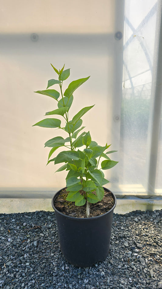 Syringa vulgaris 'Fiala Remembrance'