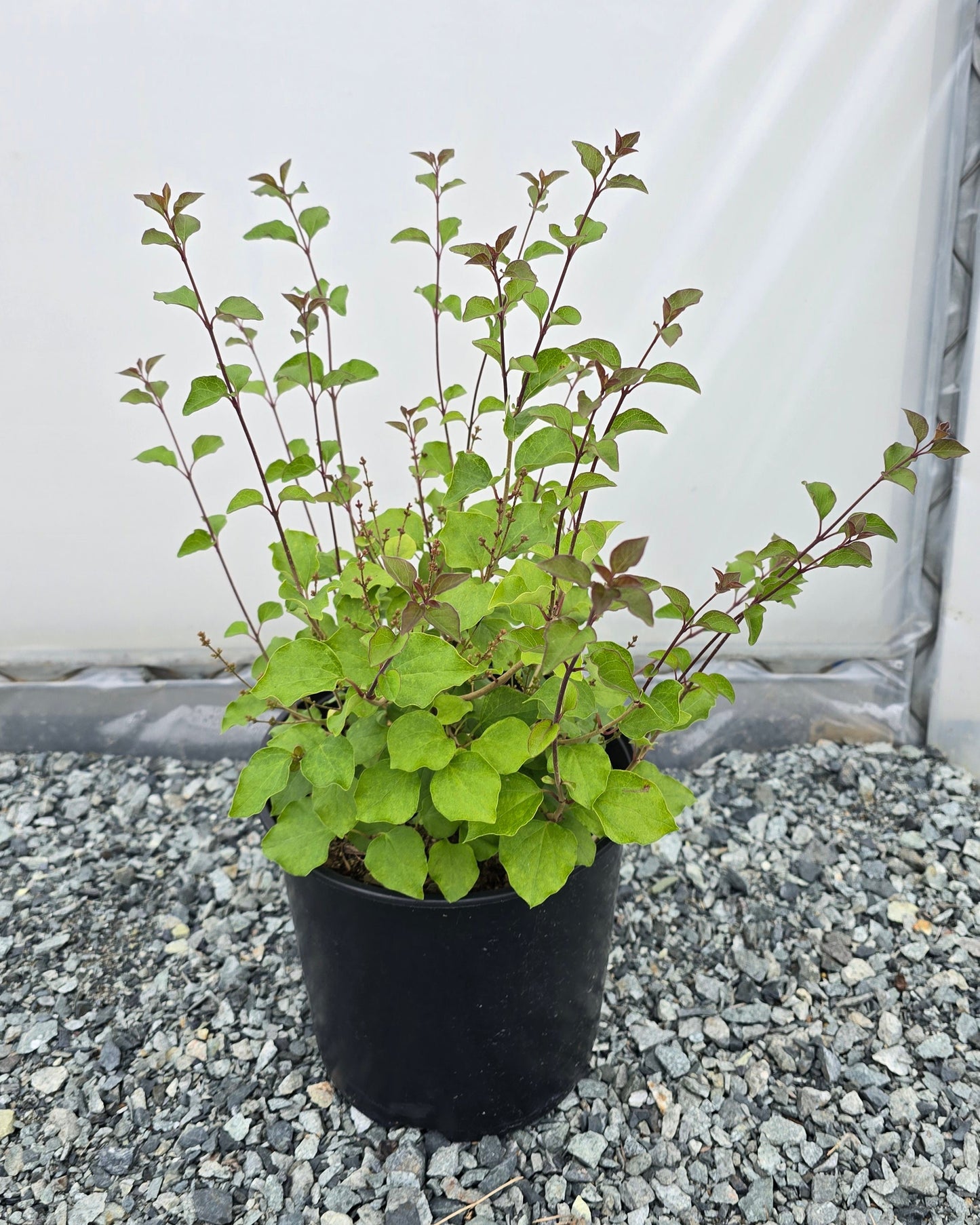 Syringa meyeri Flowerfesta® Pink (‘Anny2817’PBR)