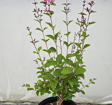 Flowerfesta Pink Lilac
