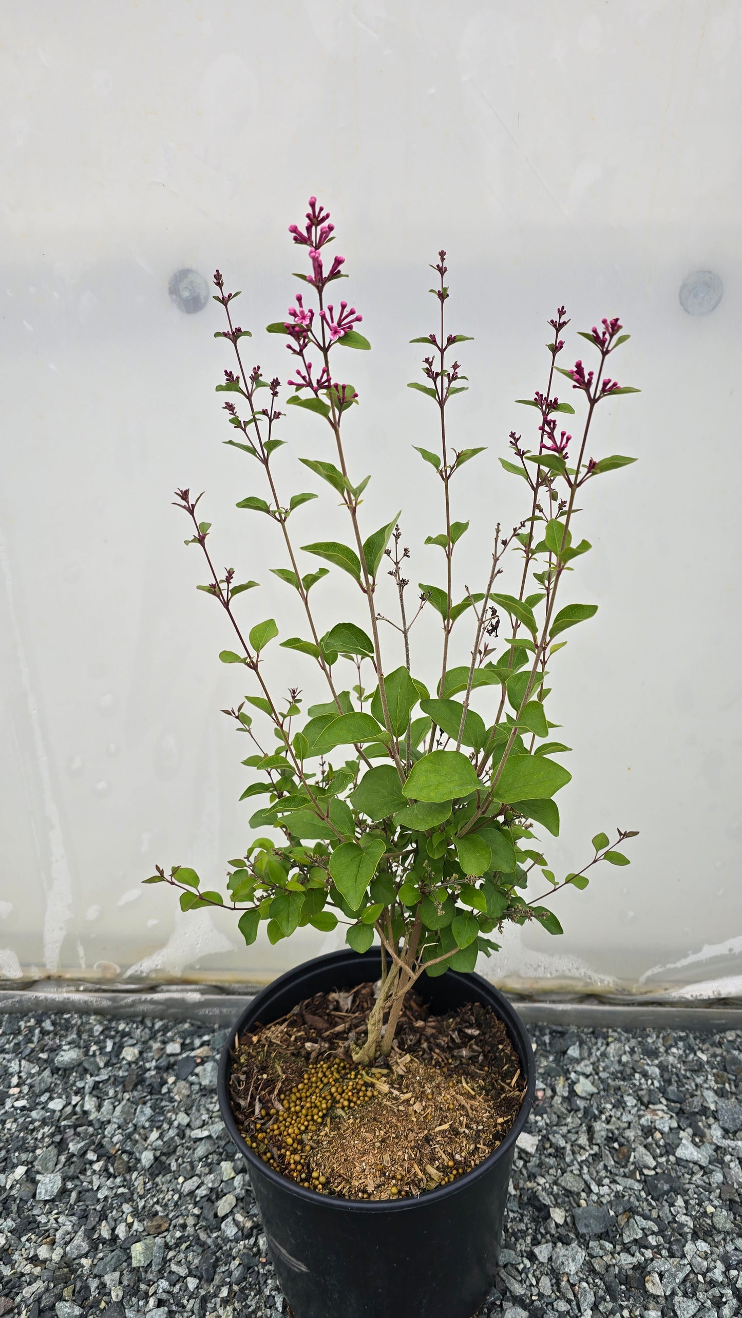 Syringa meyeri Flowerfesta® Pink (‘Anny2817’PBR)