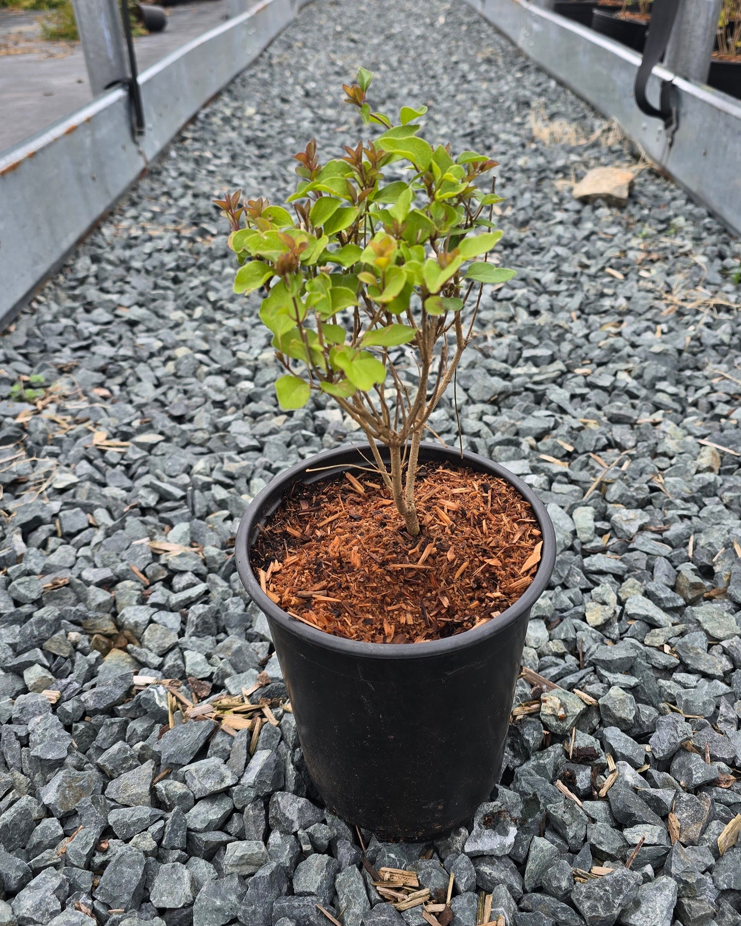 Syringa meyeri Flowerfesta® Pink (‘Anny2817’PBR)