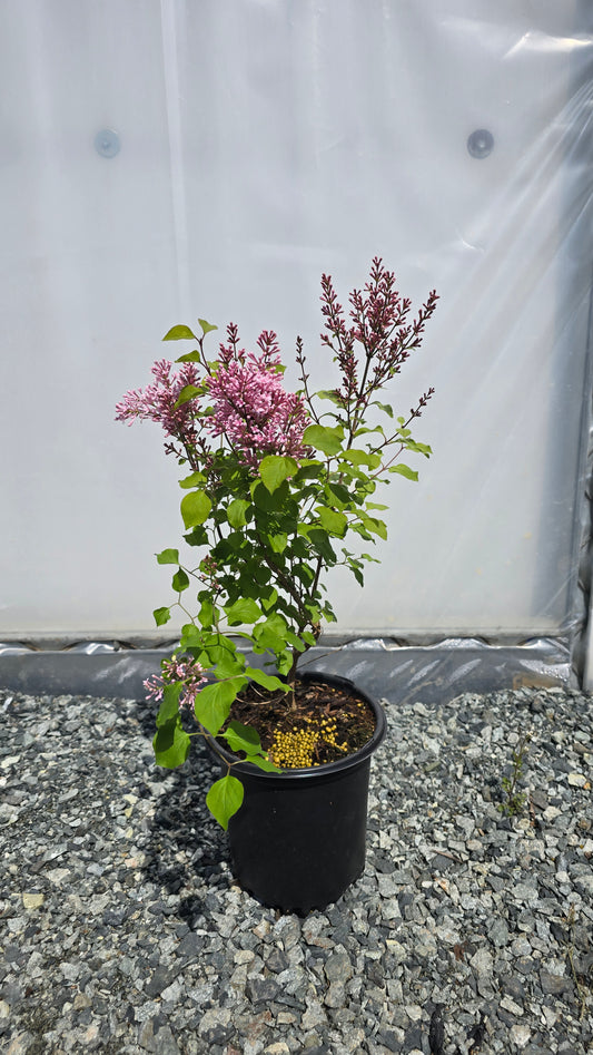 Syringa meyeri Flowerfesta® Pink (‘Anny2817’PBR)