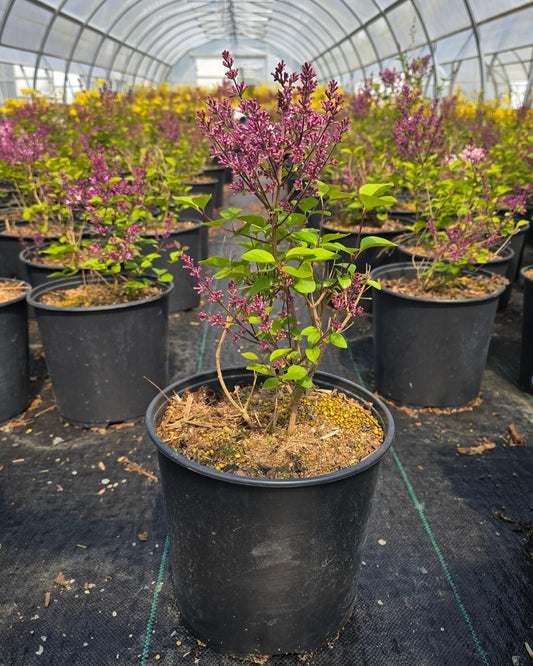 Syringa meyeri Flowerfesta® Purple (‘Anny289’PBR)