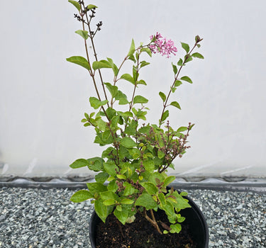Flowerfesta Purple Lilac