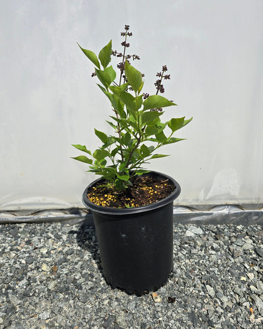 Syringa patula 'Miss Kim' - Miss Kim Lilac