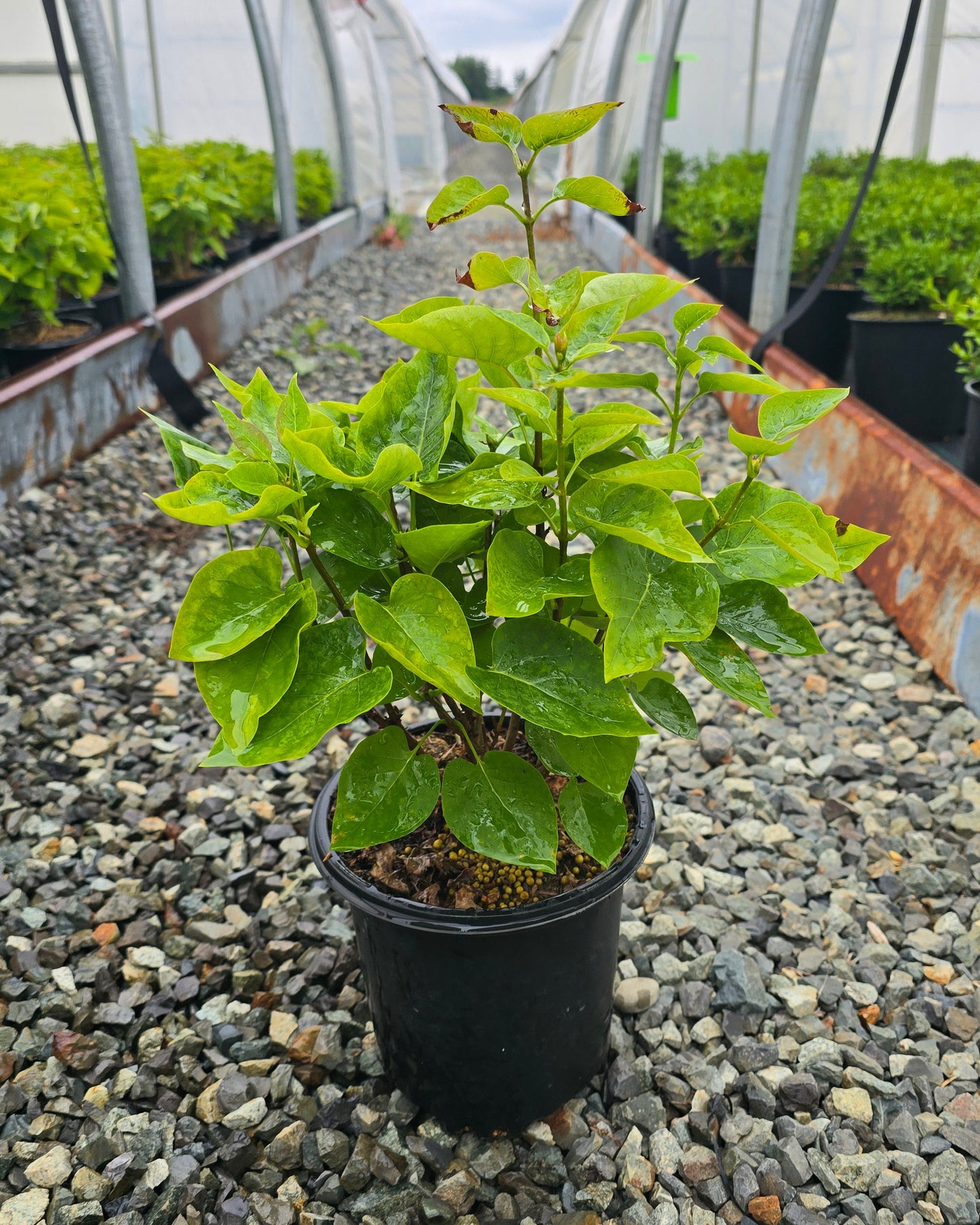 Syringa vulgaris 'Prairie Petite'